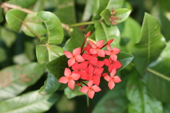 Ixora coccinea